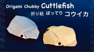 ぽってり コウイカ