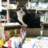 snoopy_cat1115