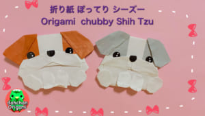 ぽってり シーズー