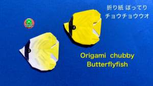 ぽってり チョウチョウウオ