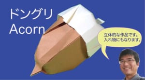 ドングリ