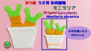 うさ耳多肉植物　モニラリア
