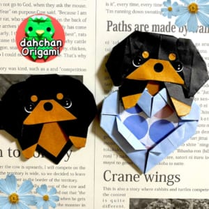 ひょっこりミニチュアダックスフンド