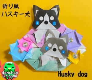 ひょっこりハスキー犬