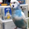 ゆうき