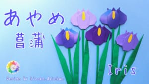 あやめ、菖蒲