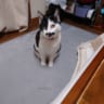 かあかあ