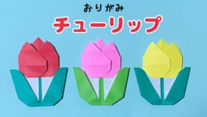 チューリップ