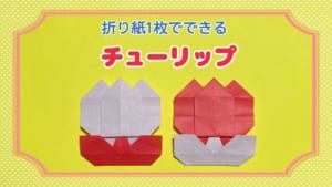 チューリップ